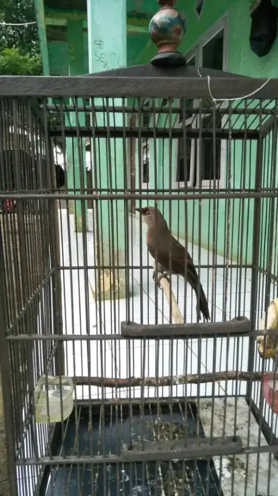 Di jual burung PoksayKuda masteran handal