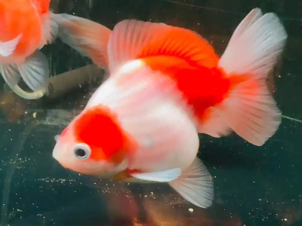 Ikas maskoki (Goldfish) ost/Ryukin