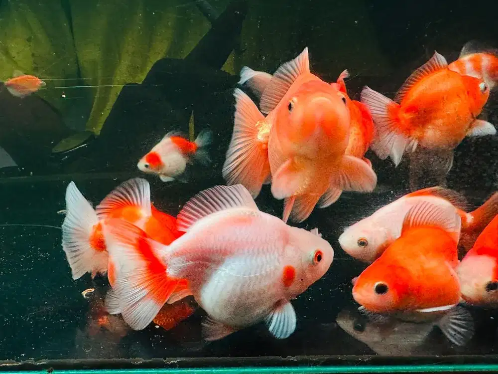 Ikas maskoki (Goldfish) ost/Ryukin