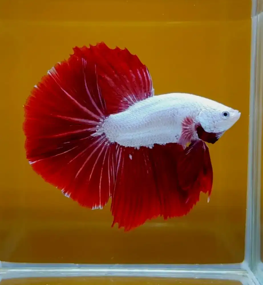ikan cupang hm red dragon