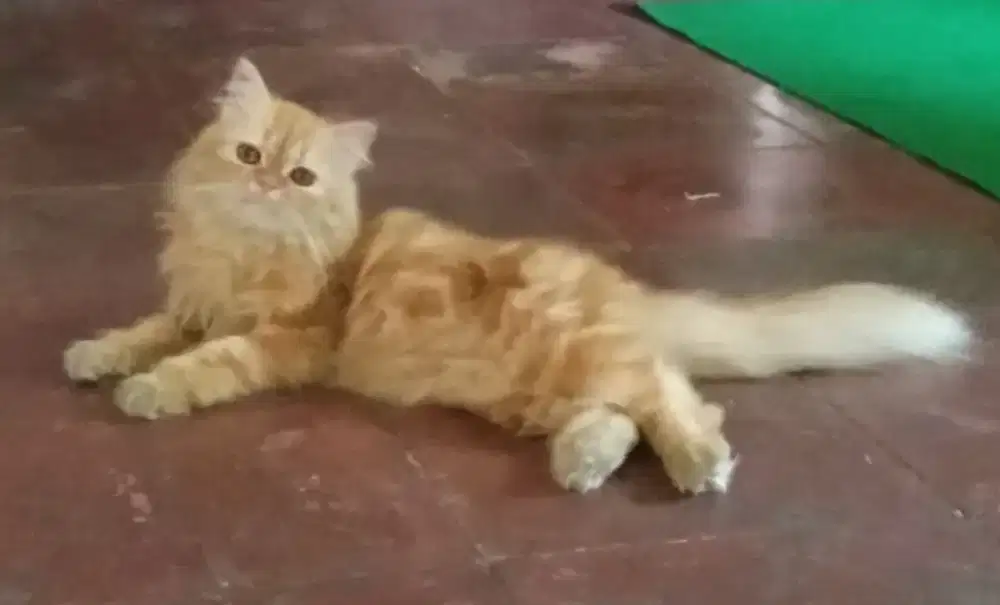 Kucing Persia Flatnose