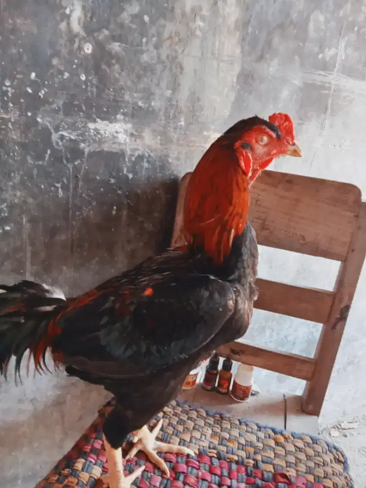 ayam jago BK klasic ori