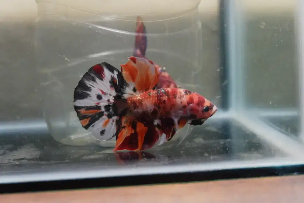 Cupang Giant Koi Cooper
