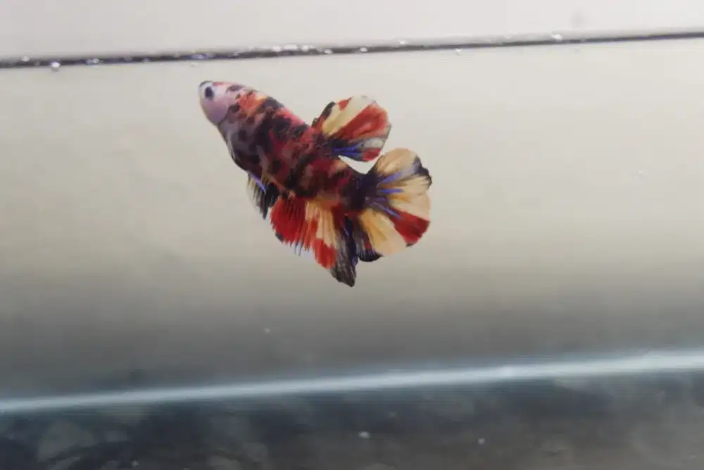 Cupang Giant Multicolour