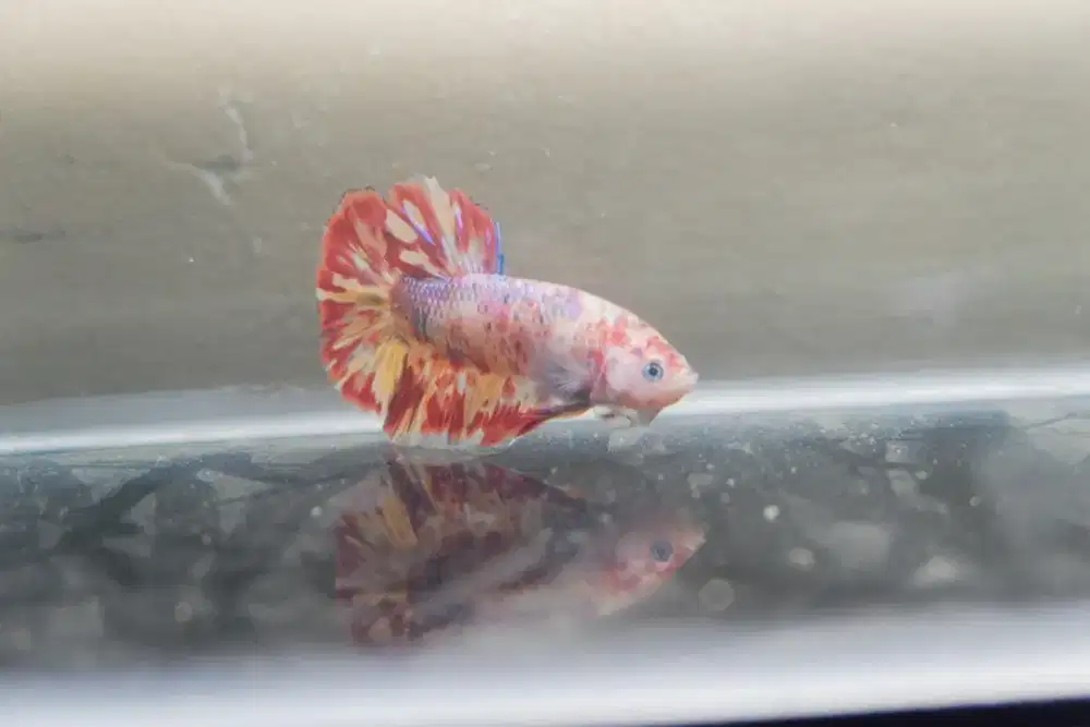 Cupang Giant Nemo Fire