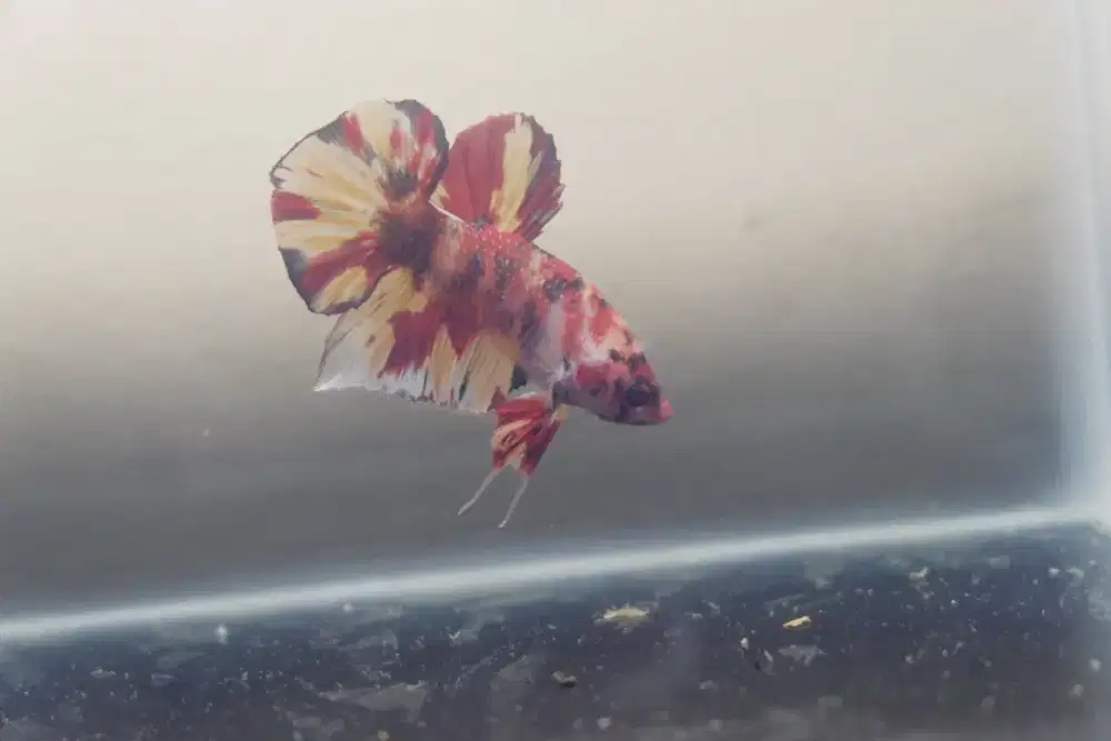 Cupang Giant Nemo