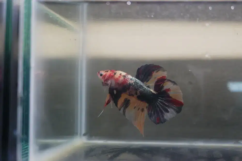 Cupang Giant Nemo Cooper