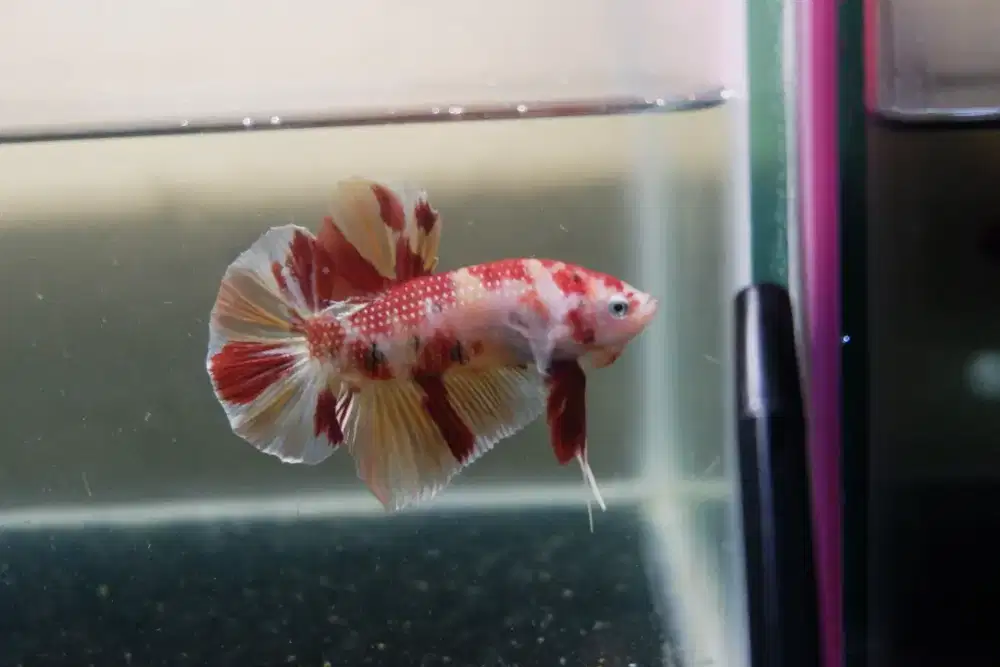 Cupang Giant Nemo MULTICOLOUR