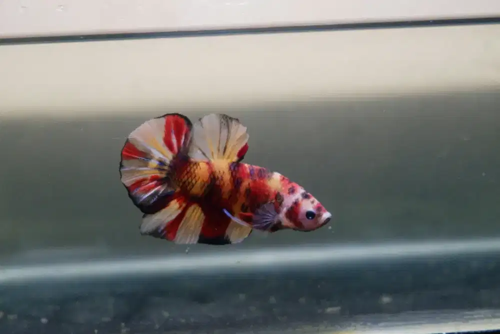Cupang Giant Multicolour