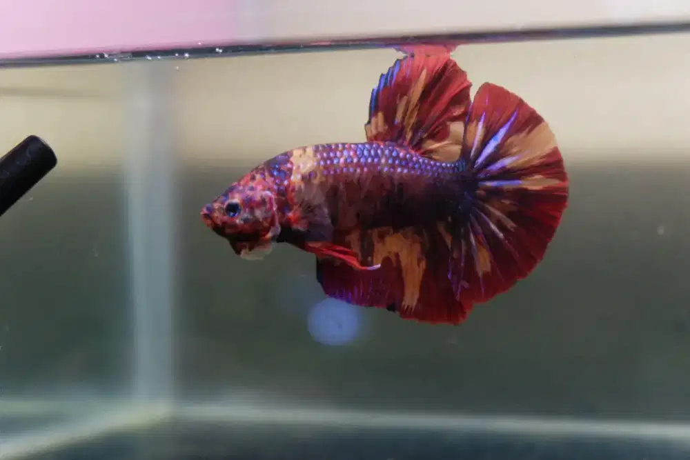 Cupang Giant Koi Cooper