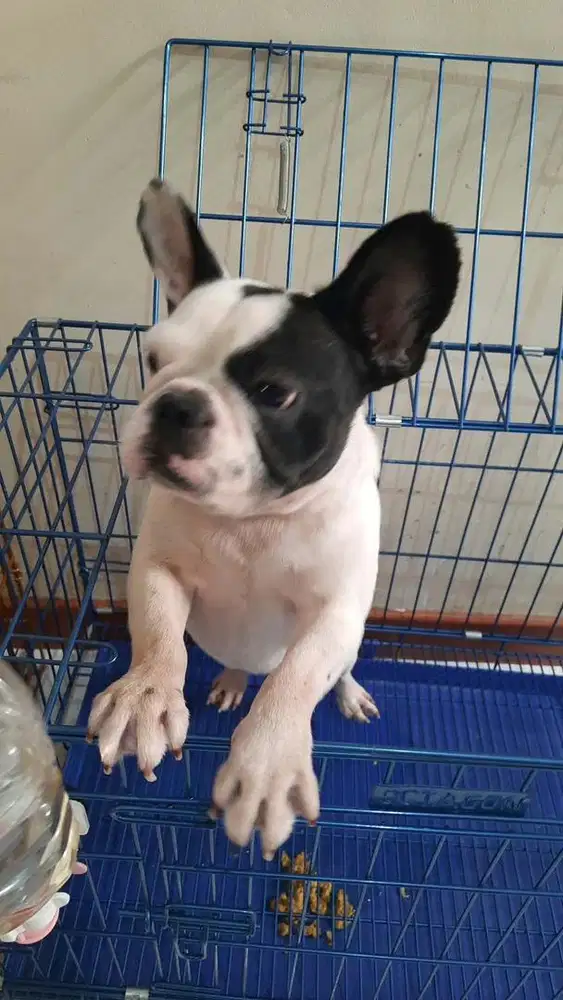 Pied Frenchie (French Bulldog)