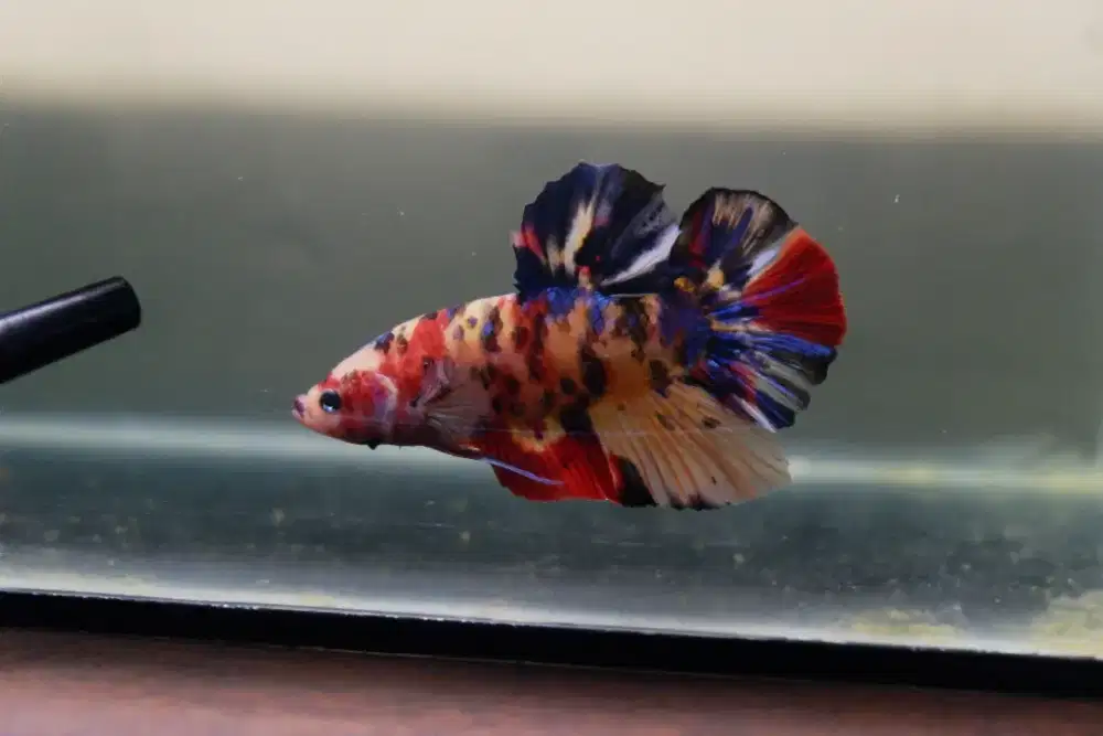 Cupang Giant Yellow Base Multicolour