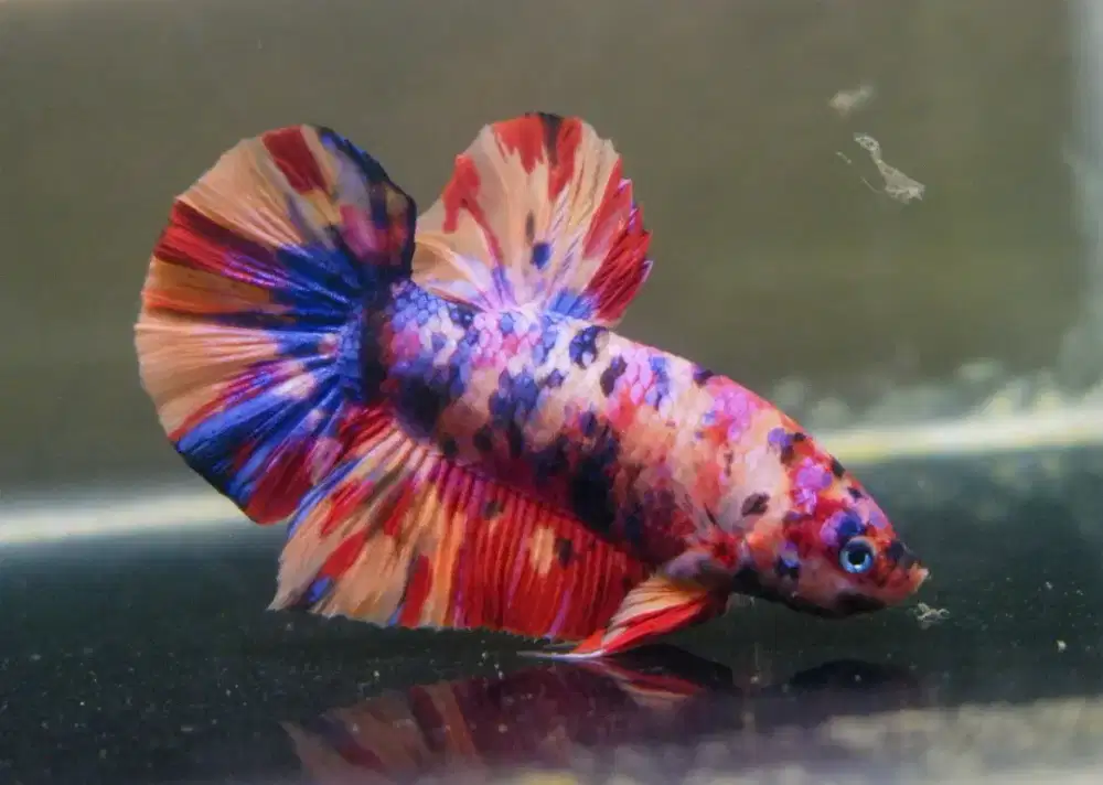 Cupang Giant Yellow Base Multicolour