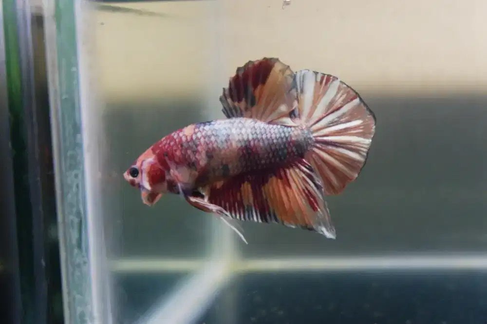 Cupang Giant Nemo Cooper