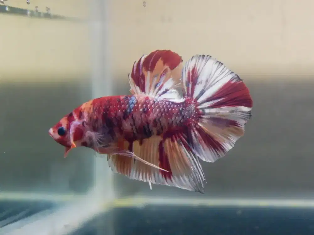 Cupang Giant Nemo Cooper