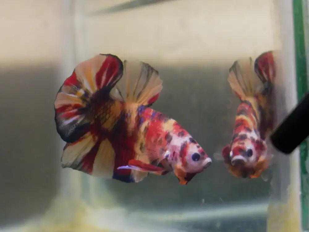 Cupang Giant Multicolour