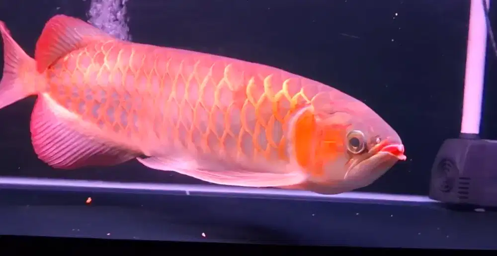 Arwana super red 50cm