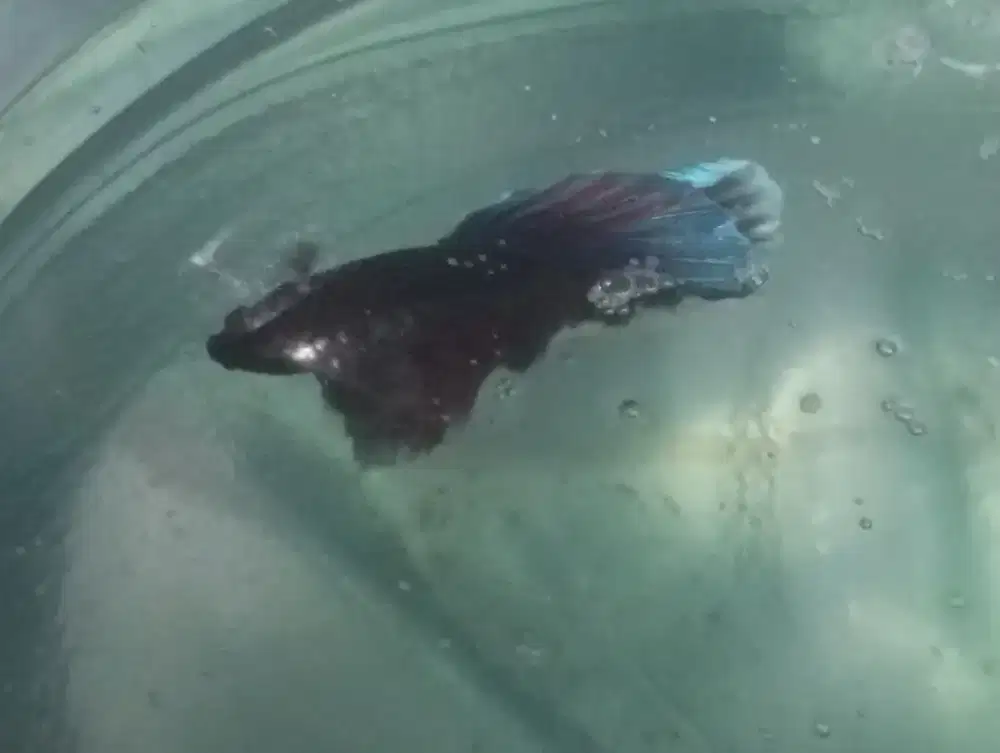 ikan hias cupang