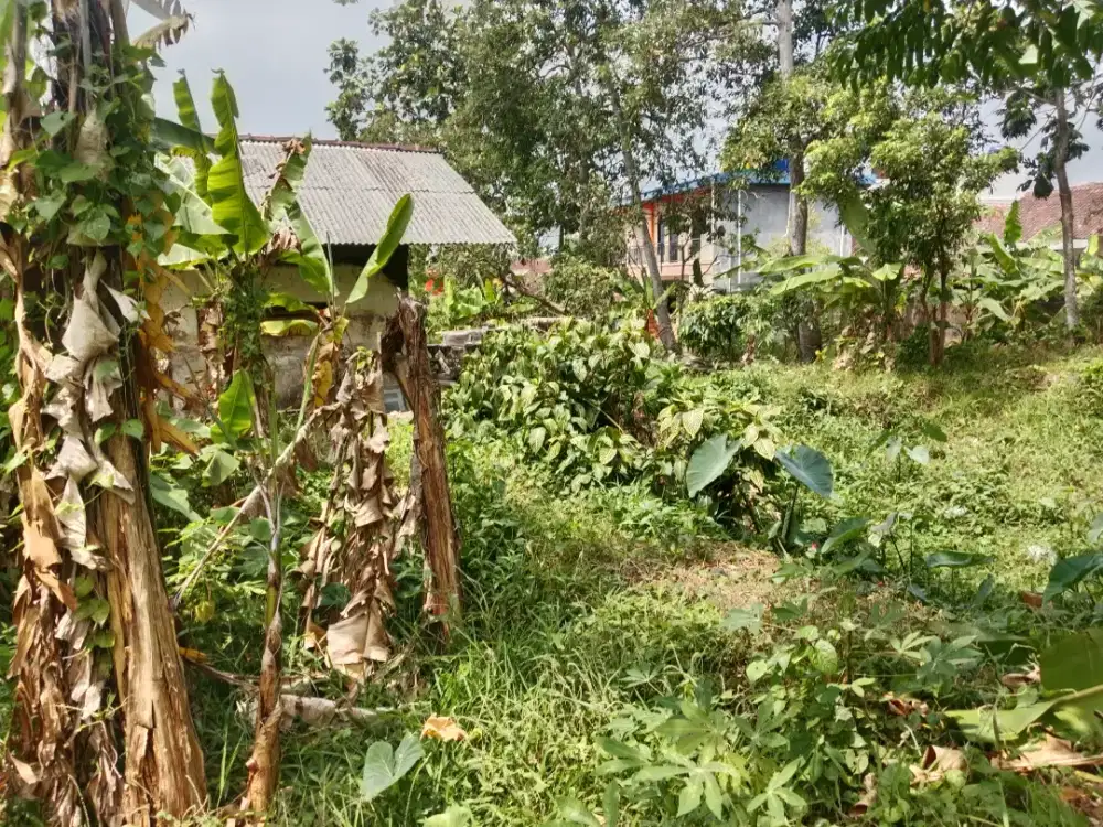 Bismillahirrahmanirrahim jual tanah kebun berikut ada balongnya
