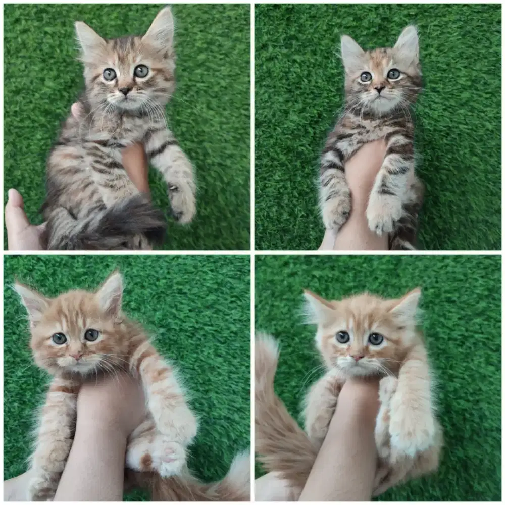 Kucing Persia medium usia jalan 3bln