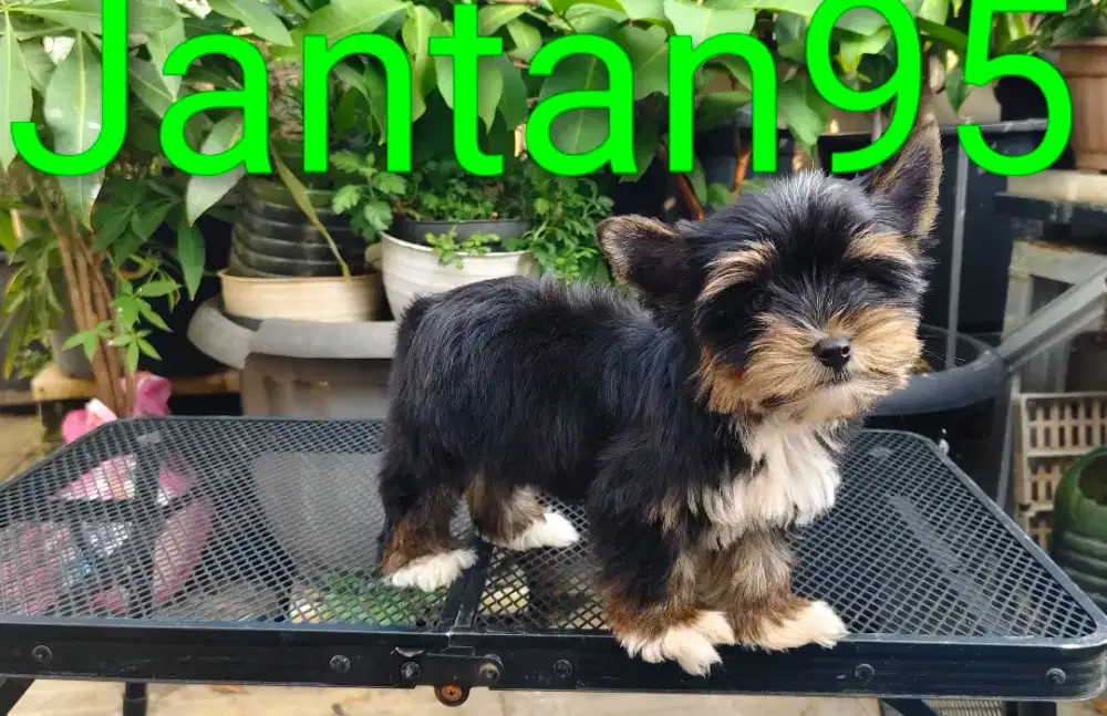 Yorkshire jantan calon pejantan
