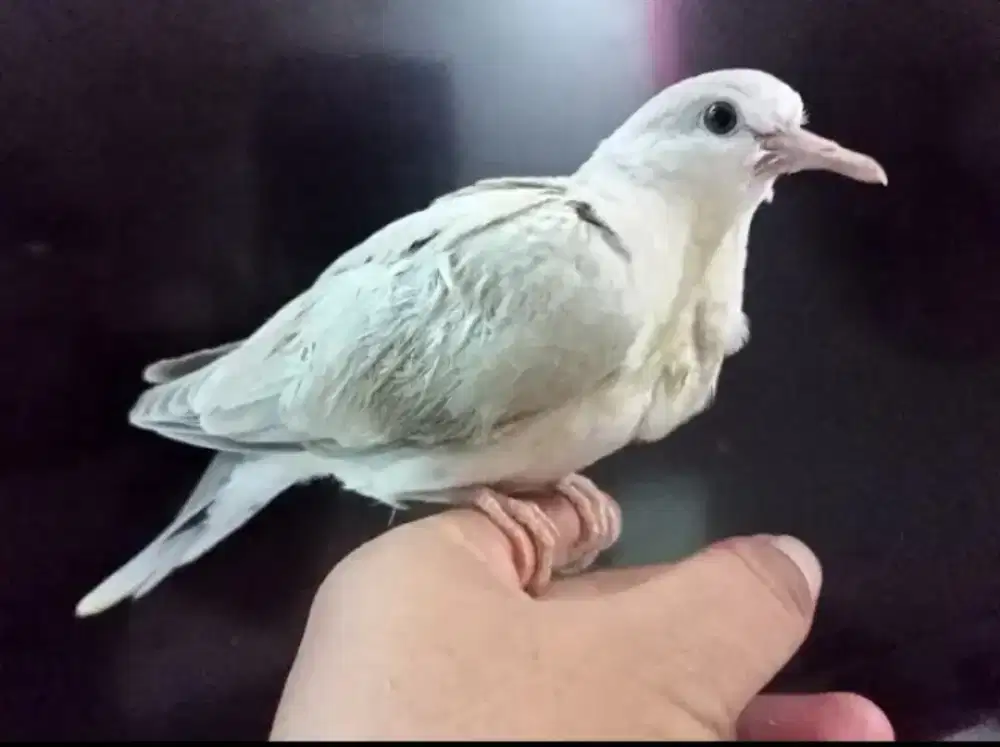 Anakan Puter Pelung