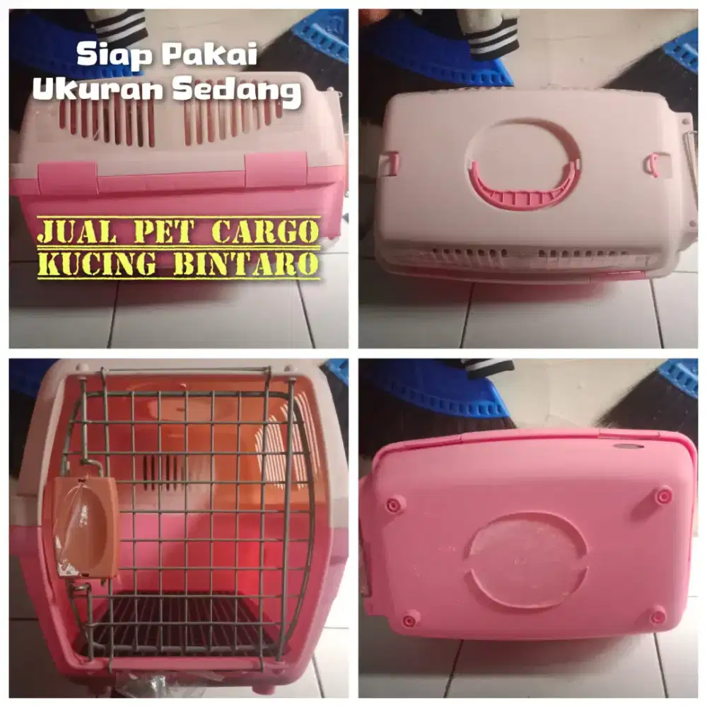 Pet cargo kucing