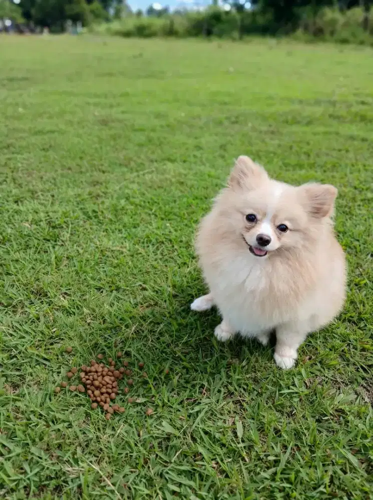 Anjing minipom Pomeranian jantan