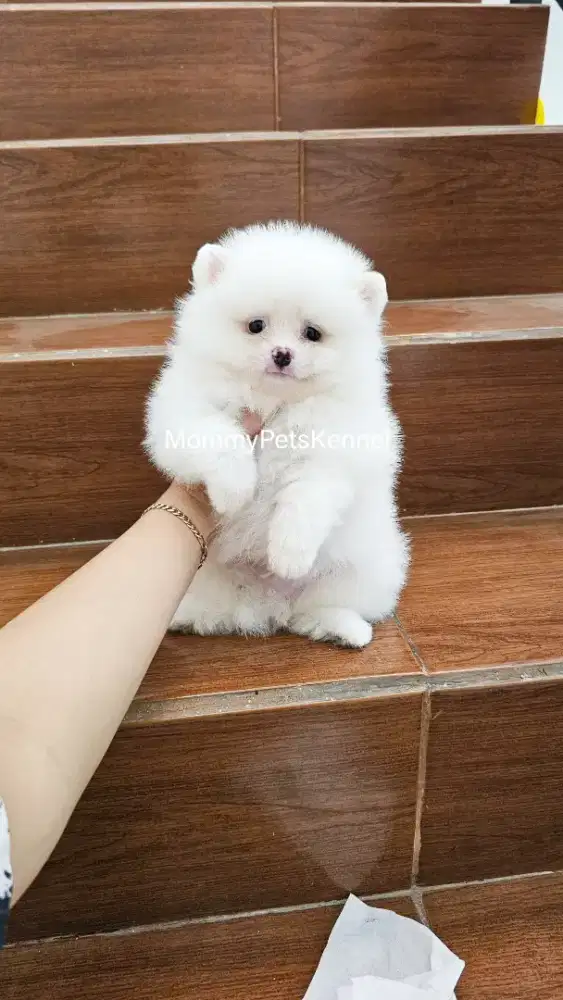 Anjing pom superminipom pomeranian
