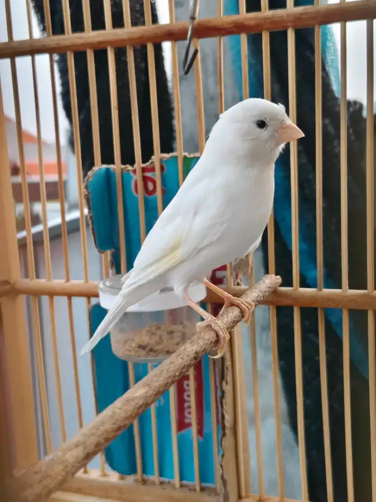 Kenari paud jantan Riwik