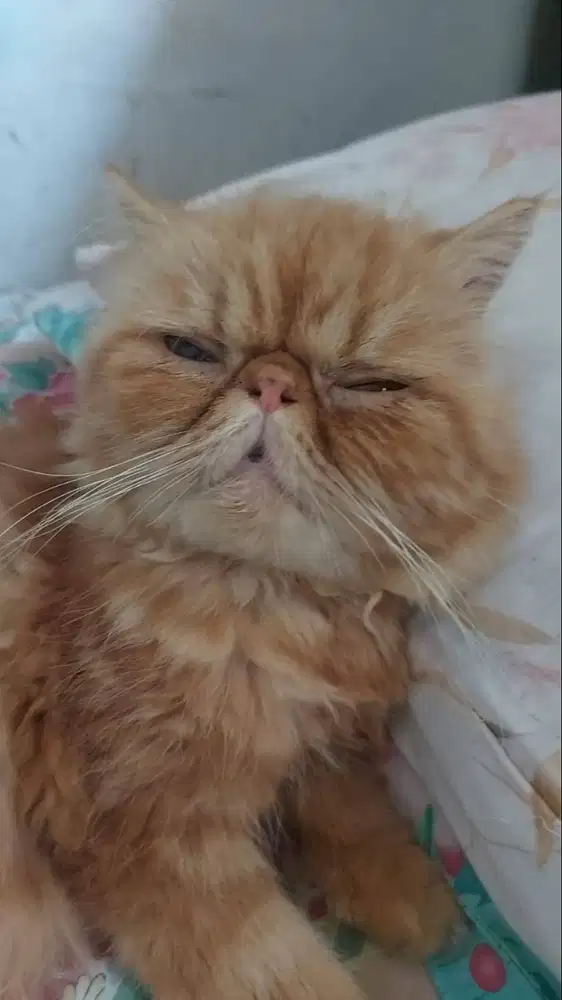 Pacak kucing peaknose