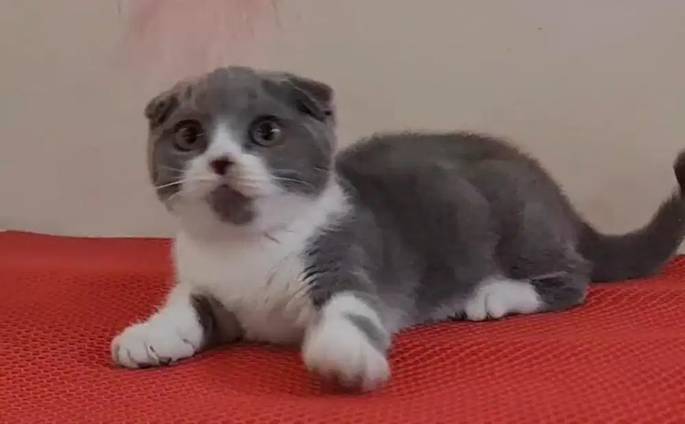 Kucing Gaelic Triple Fold