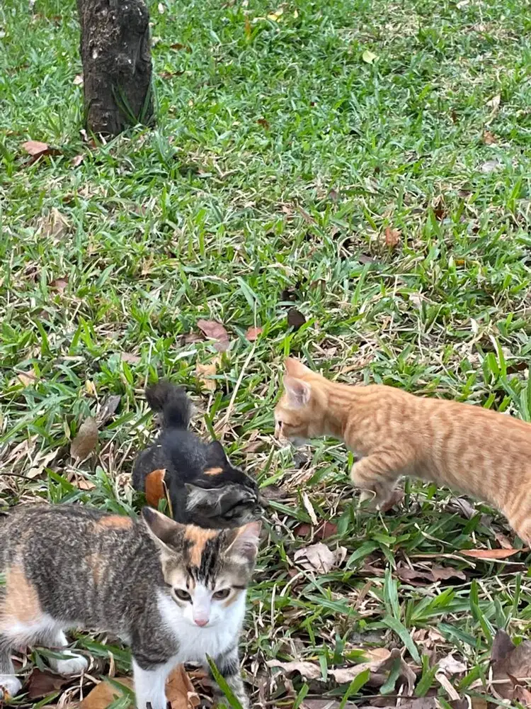Adopsi anak kucing Campuran Anggora lokal