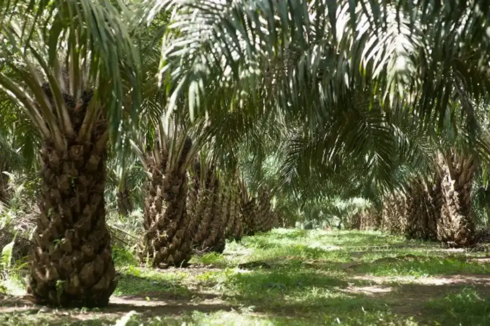Lowongan kerja sawit Kalimantan