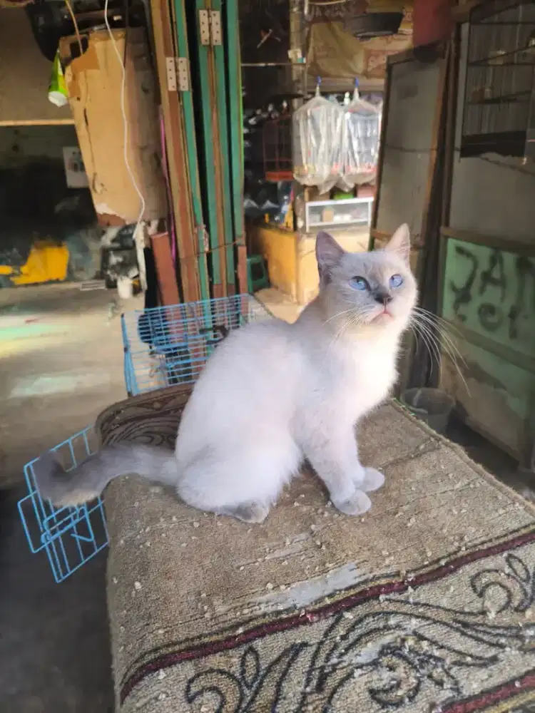 Kucing Sealpoin betina 7,5 bulan