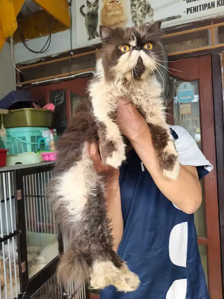Peaknose jantan 10 bulan