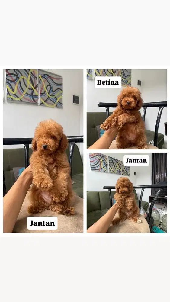 Buat borongan red tiny poodle