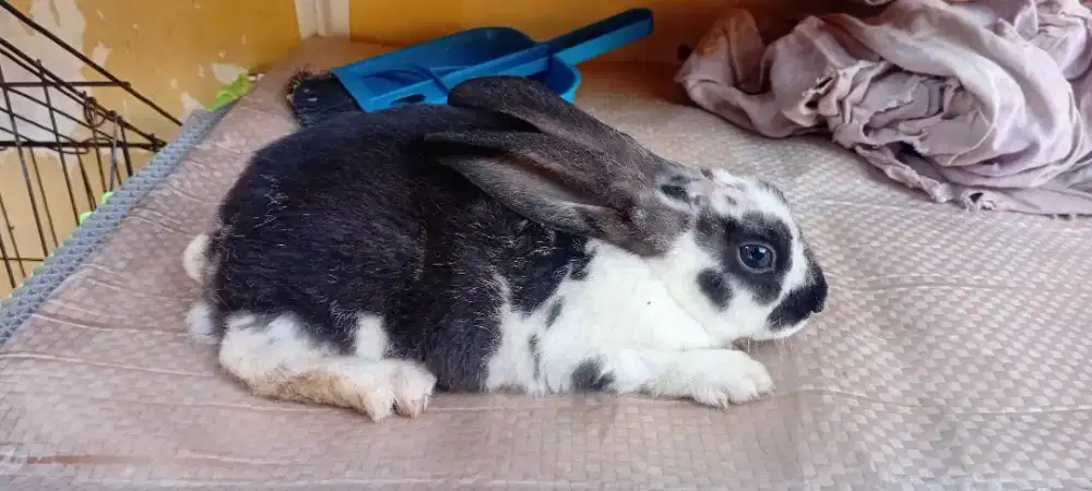 Kelinci rex betina 2bulan