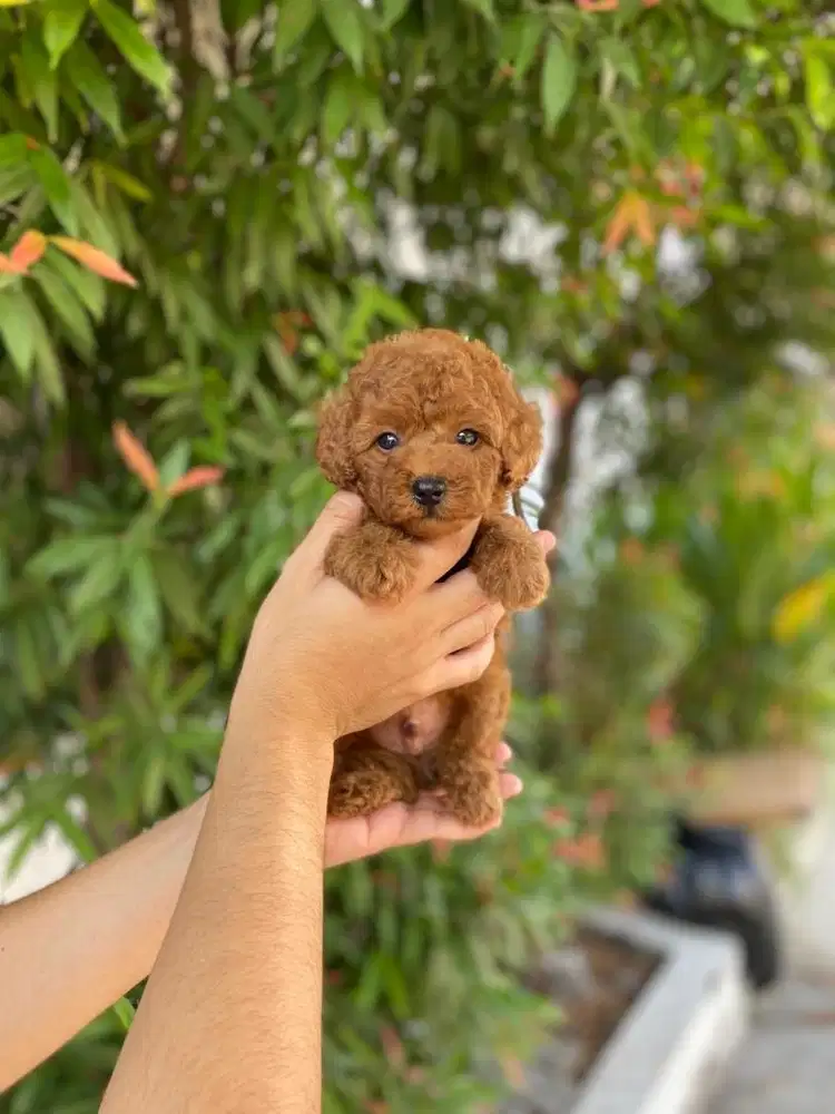 Toy poodle jantan tedy bear