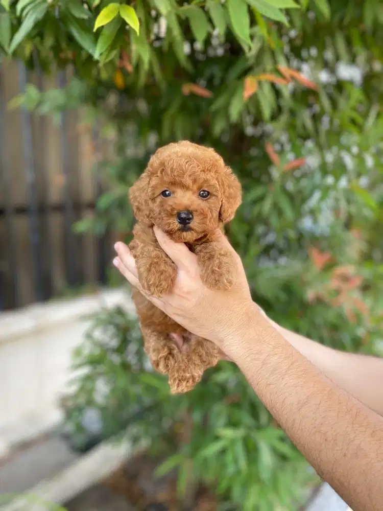 Toy poodle betina tedy bear