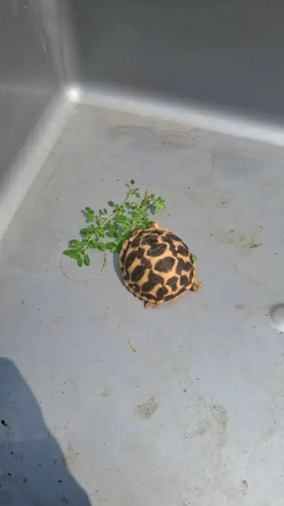 Indian Star Tortoise