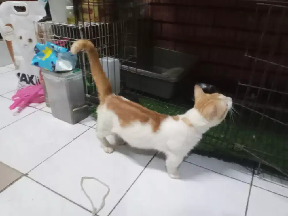 Di jual kucing persia munchkin