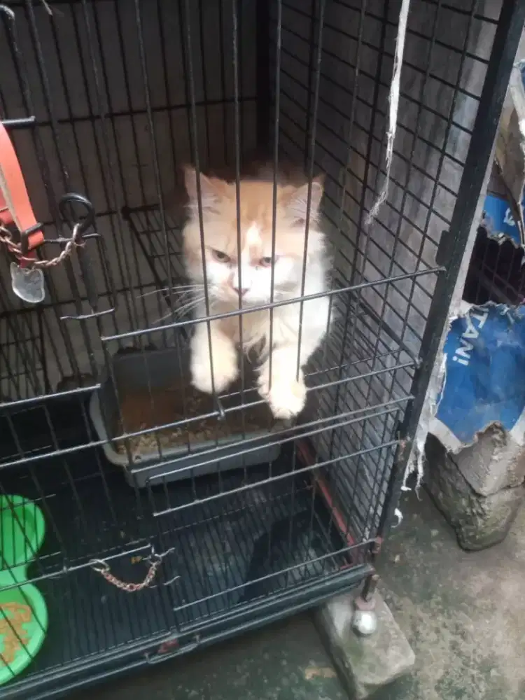 Di jual kucing flat
