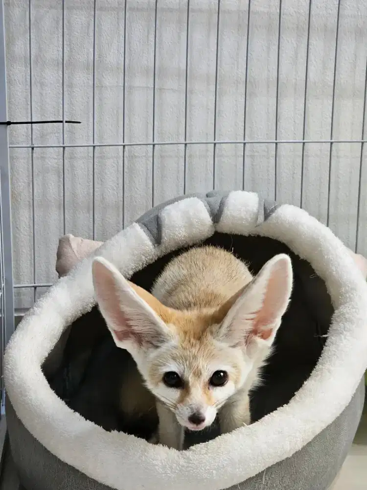 Fennec Fox jantan (Rubah fennec)