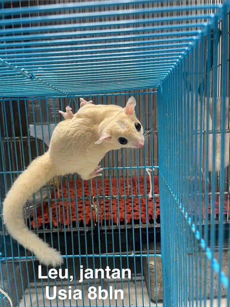 For Sale SG JANTAN
