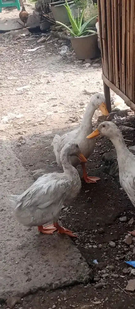 Bebek Pekking Remaja