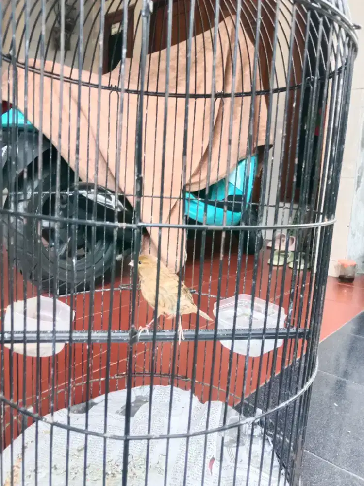 Kenari af PAUD jaminan jantan