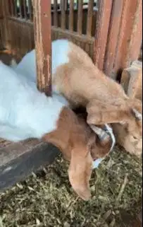 sepasang bibit kambing boer F4 5 bulanan siap ternak unggulan pedaging