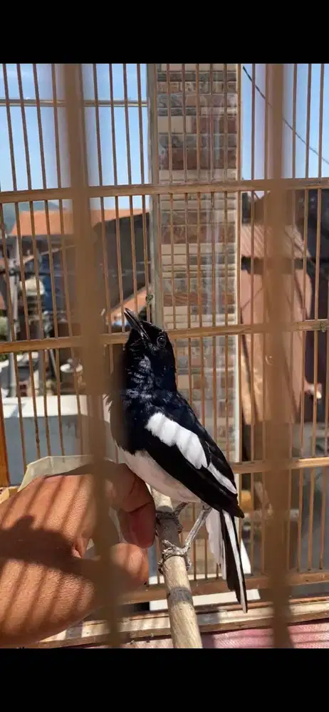 burung kacer priangan asli yang suka jinak jinak deker