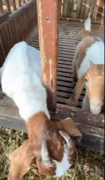 sepasang bibit kambing boer F4 1 jantan 1 betina siap ternak budidaya